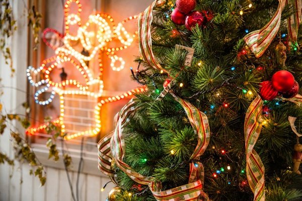 Quelles plantes vertes choisir pour décorer votre maison pour Noël ?