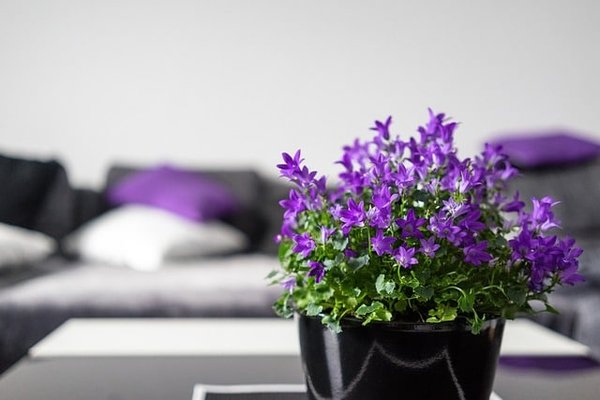 Comment prendre soin des plantes vertes et fleuries en intérieur ?